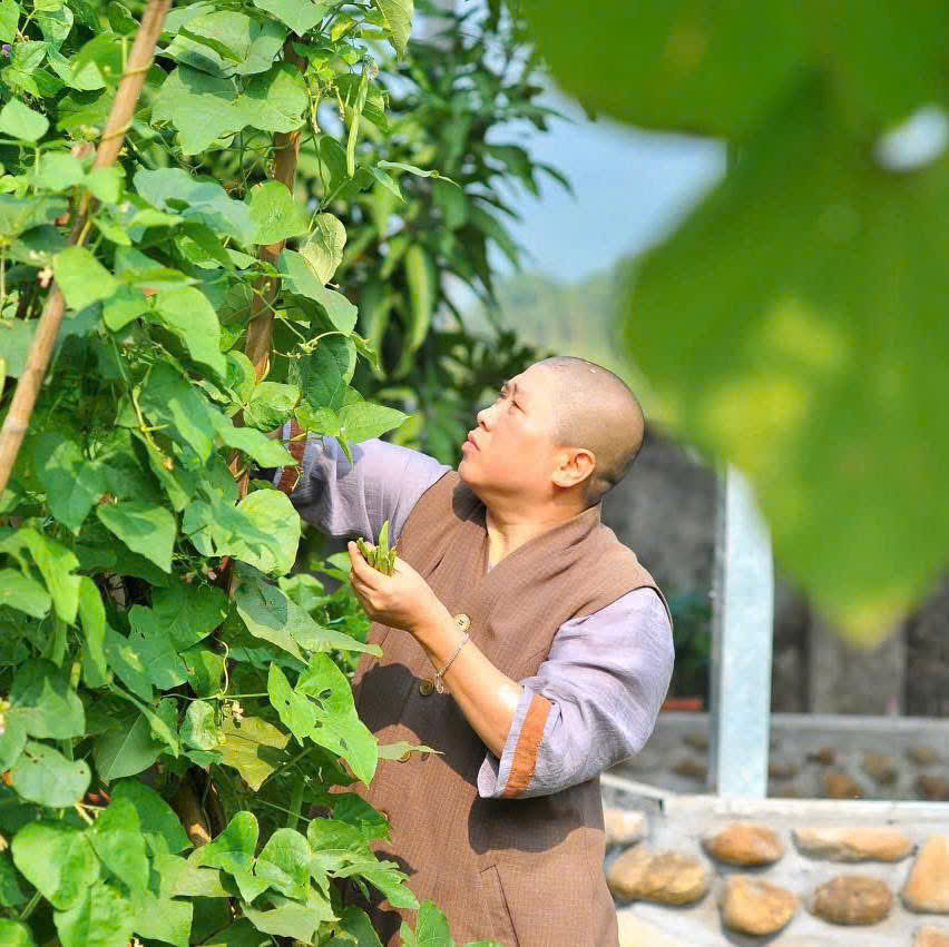 Sư hái thảo mộc trong vườn chùa